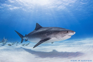 'Notch' a newcomer to the Tiger Beach scene enjoys some t... by Ken Kiefer 